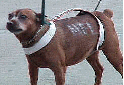 Costumed Dog Contest